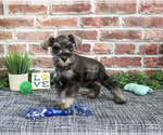Small Photo #5 Schnauzer (Miniature) Puppy For Sale in SYRACUSE, IN, USA