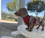 Small Photo #1 Dachshund Puppy For Sale in RIVERSIDE, CA, USA