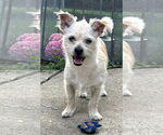 Small Photo #3  Puppy For Sale in , 