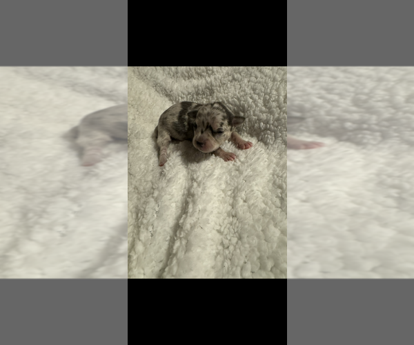 Medium Photo #7 Chihuahua Puppy For Sale in DALLAS, TX, USA