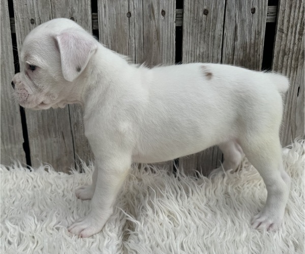 Medium Photo #9 Boxer Puppy For Sale in PAWNEE CITY, NE, USA