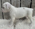 Small #8 Boxer