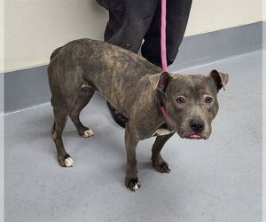 Mutt Dogs for adoption in Louisville, KY, USA