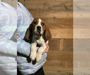 English Coonhound Puppy for sale in HILLSBORO, WI, USA