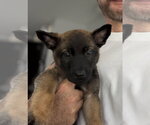 Small German Shepherd Dog Mix