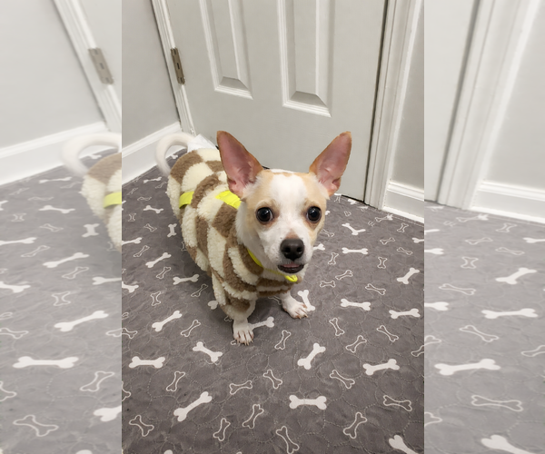 Medium Photo #2 Chihuahua Puppy For Sale in Holly Springs, NC, USA