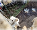 Small Photo #6 Labradoodle-Labrador Retriever Mix Puppy For Sale in ANGLETON, TX, USA