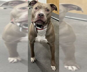 Mutt Dogs for adoption in Forestville, MD, USA