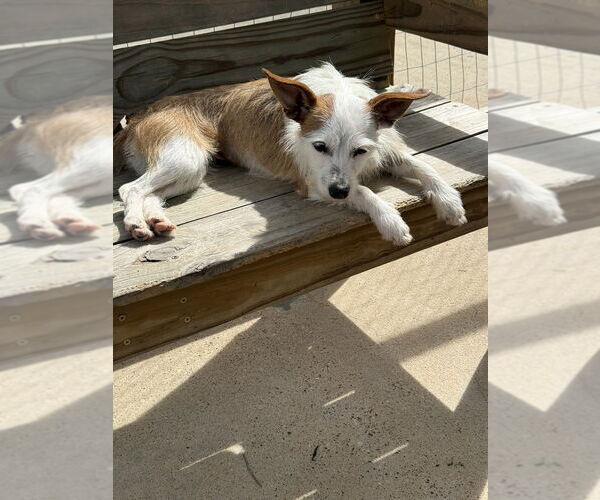 Medium Photo #5 Mutt Puppy For Sale in San Leon, TX, USA