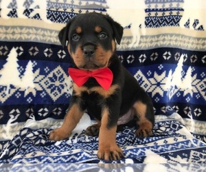 Rottweiler Puppy for sale in PARADISE, PA, USA
