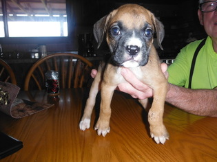 Boxer Puppy for sale in BLUE CREEK, OH, USA