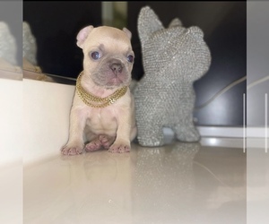 French Bulldog Puppy for sale in MOUNTAIN HOUSE, CA, USA