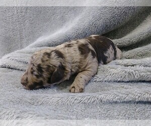 Labradoodle-Poodle (Miniature) Mix Puppy for sale in FREDERICKSBG, OH, USA