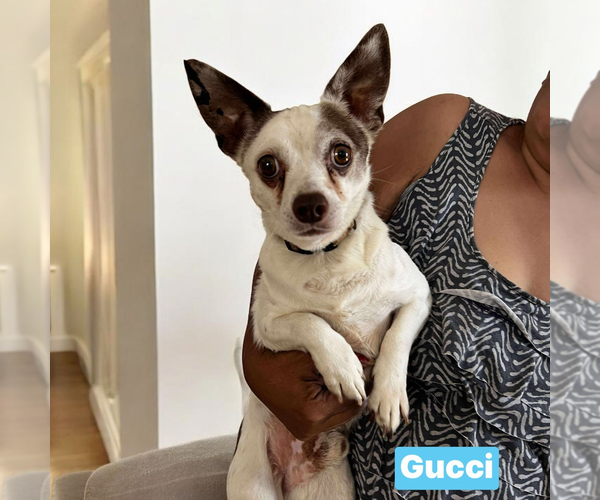 Medium Photo #2 Mutt Puppy For Sale in Vail, AZ, USA