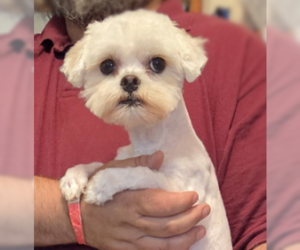 Maltese Dogs for adoption in Spring, TX, USA
