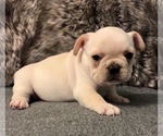 Small Photo #12 French Bulldog Puppy For Sale in JOHNS ISLAND, SC, USA