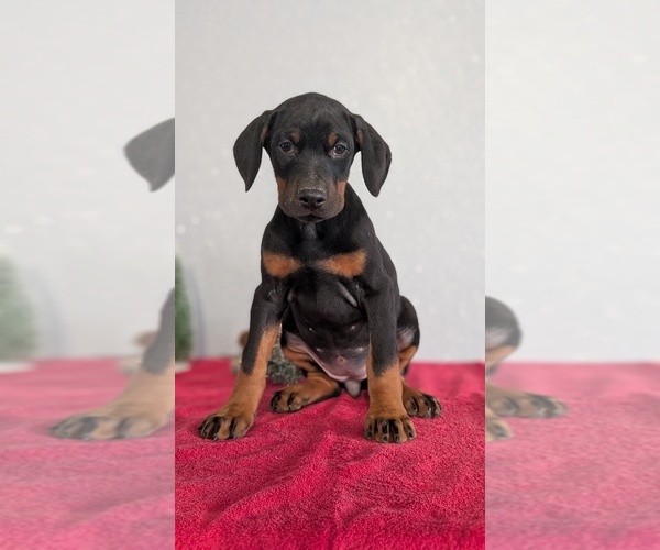 Medium Photo #66 Doberman Pinscher Puppy For Sale in GOSHEN, IN, USA