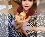 Golden Retrieve - Female Golden Retriever Puppy for Sale - Photo #6