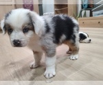 Puppy 4 Australian Shepherd