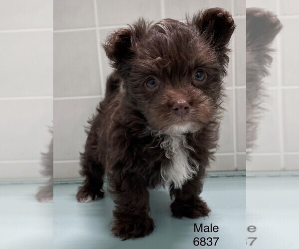Medium Photo #1 Morkie Puppy For Sale in CLARE, IL, USA