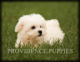 Zuchon Puppy for sale in COPPOCK, IA, USA