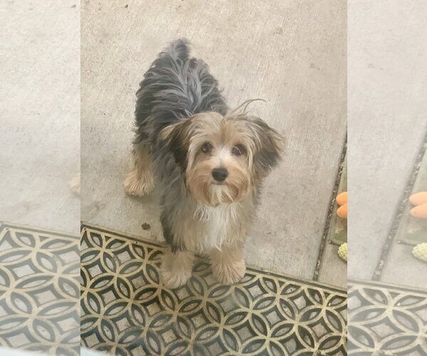 Medium Photo #6 Shih Tzu-Unknown Mix Puppy For Sale in Santa Clarita, CA, USA