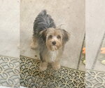 Small #5 Shih Tzu Mix