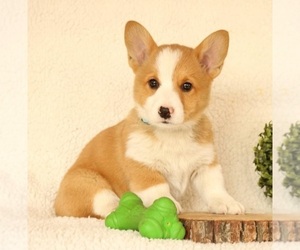 Pembroke Welsh Corgi Dogs for adoption in LOS ANGELES, CA, USA