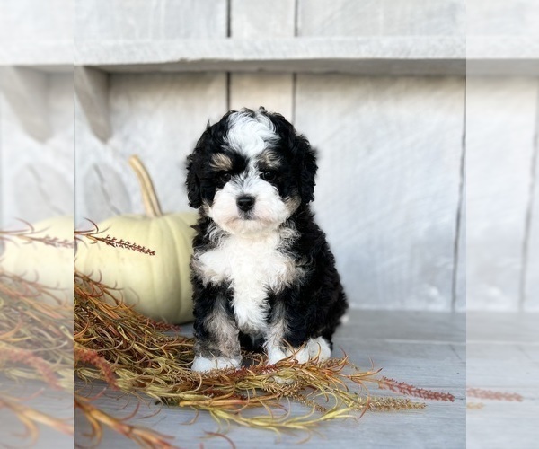 Medium Photo #1 Miniature Bernedoodle Puppy For Sale in FREDERICKSBURG, OH, USA