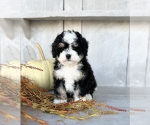 Miniature Bernedoodle Puppy for Sale in FREDERICKSBURG, Ohio USA