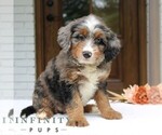 Small #3 Bernedoodle (Miniature)