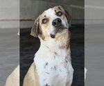 Small #1 Mutt