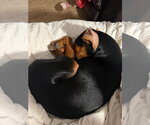Small Photo #3 Doxle Puppy For Sale in Germantown, OH, USA