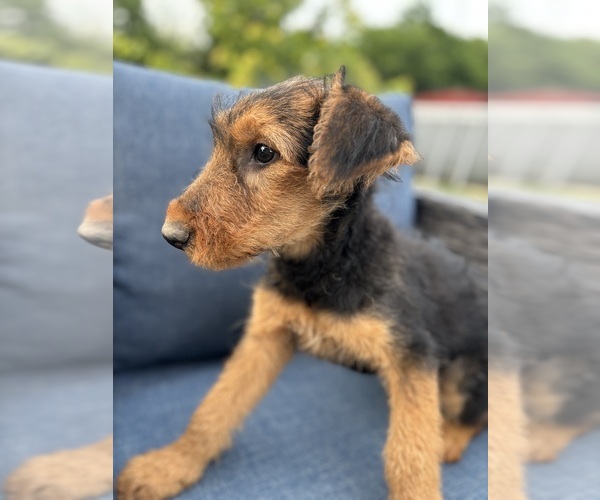 Medium Photo #12 Airedale Terrier Puppy For Sale in JOSHUA, TX, USA