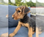 Small #11 Airedale Terrier
