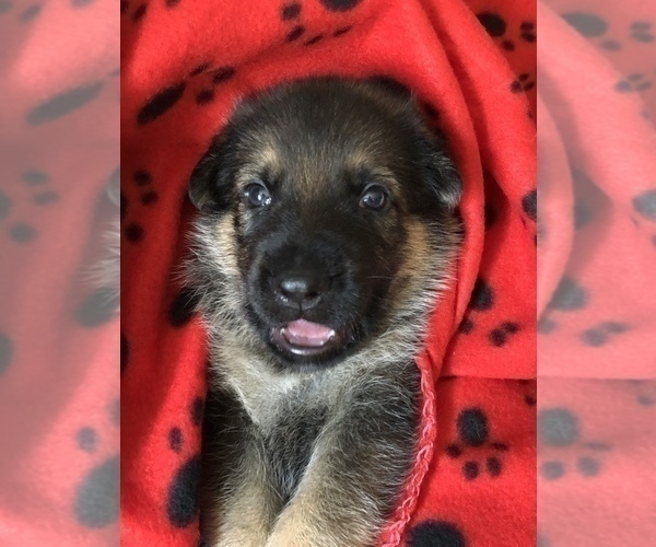 Medium Photo #3 German Shepherd Dog Puppy For Sale in HAMILTON, NJ, USA