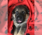 Small Photo #3 German Shepherd Dog Puppy For Sale in HAMILTON, NJ, USA