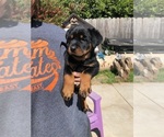 Small Photo #28 Rottweiler Puppy For Sale in NIPOMO, CA, USA