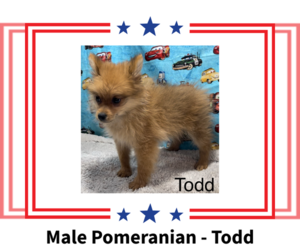 Pomeranian Puppy for sale in AZLE, TX, USA