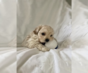ShihPoo Puppy for sale in CONWAY, SC, USA
