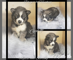 Small Photo #40 Siberian Husky Puppy For Sale in BLOOMFIELD, IN, USA