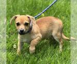 Small #1 Chihuahua Mix