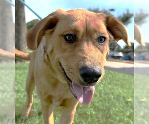 Valentine - Female Great Pyrenees-Unknown Mix Dog for Adoption - Photo #3
