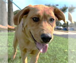 Small #2 Great Pyrenees Mix