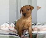 Small Photo #7 Miniature Pinscher Puppy For Sale in ACCIDENT, MD, USA