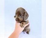Small #3 Dachshund
