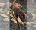 Small #1 Labrador Retriever Mix