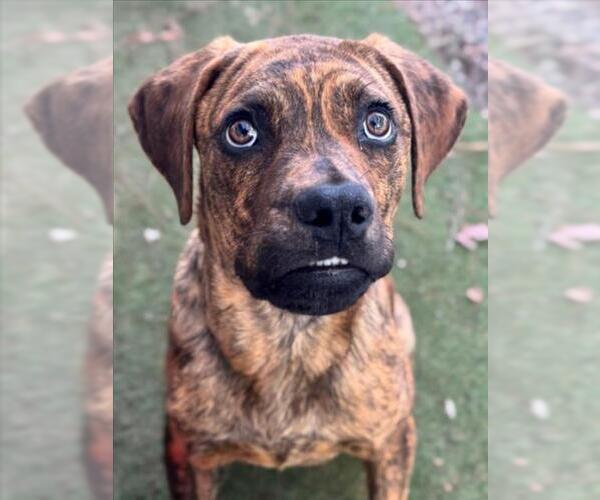 Medium Photo #1 Boxer-Unknown Mix Puppy For Sale in Woodland, CA, USA