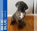 Puppy Blue Cane Corso