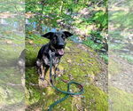Small #5 Plott Hound Mix